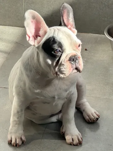 BULLDOG FRANCÊS PIRATINHA