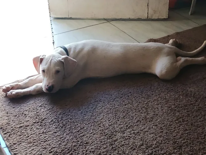 vendo dogo argentino