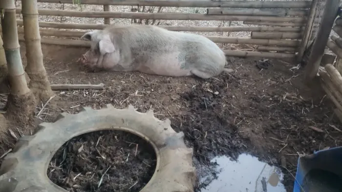 Porco grande, + de 300 kg, capado.