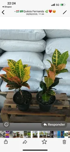 Croton