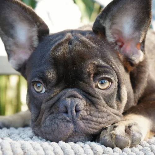 BullDog Francês: Procurando um Novo amigo?