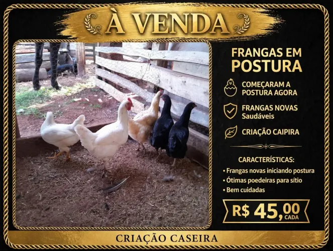 Frangas de postura