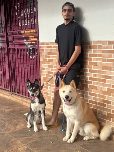 Doação cachorro