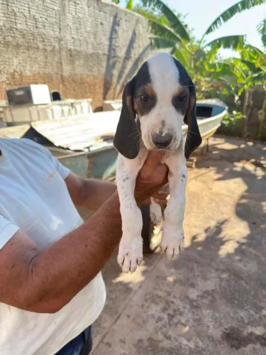 Vendo filhotes de americanos puros sadios