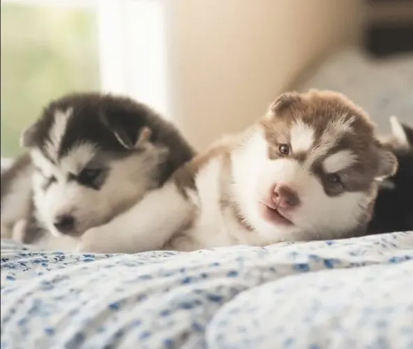 Husky Siberiano - Beleza Que Vai Além Da Aparência