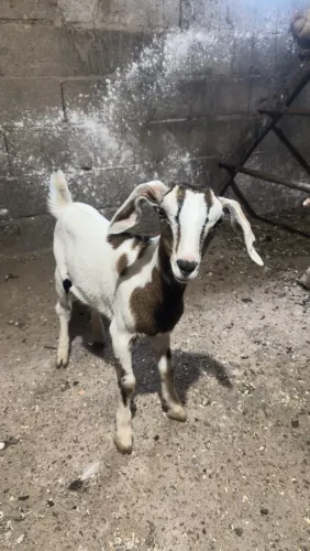 Cabras e cabritos Sannen