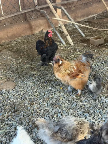 Vendo galinha penosa