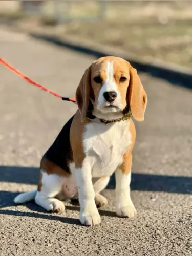Filhotes de Beagle | O companheiro ideal para novos momentos.