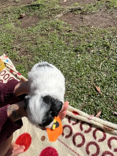 Filhote lhasa Apso piratinha