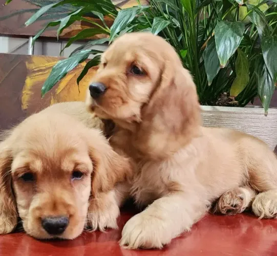 Cocker, Maravilhosos filhotes Com Pedigree!!
