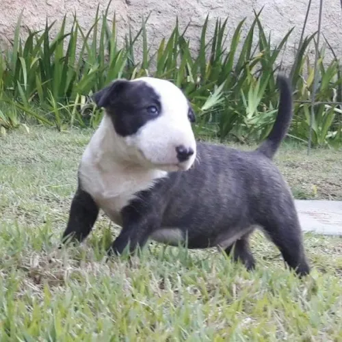 Bull Terrier Inglês ( *