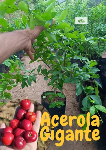 mudas frutíferas enxertadas