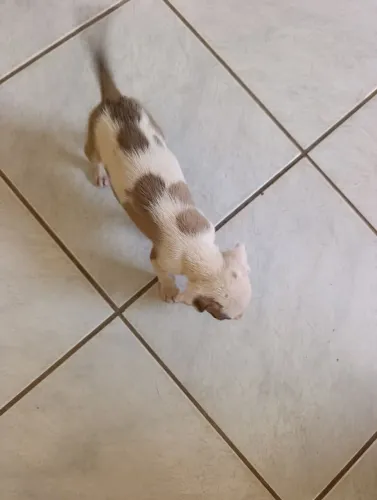Cachorrinho