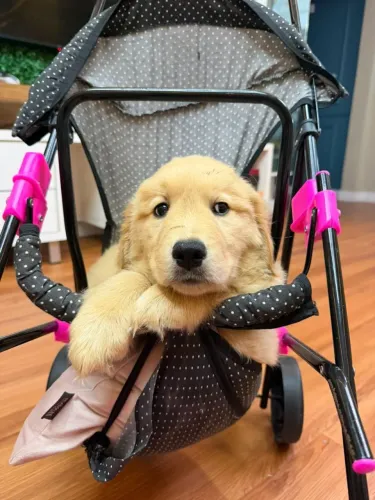 Godem Retriever 