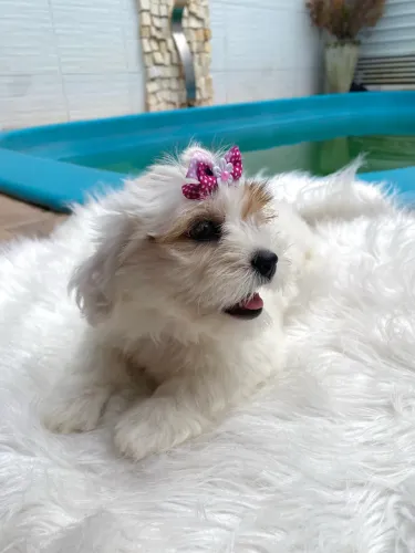 Lhasa apso fêmea