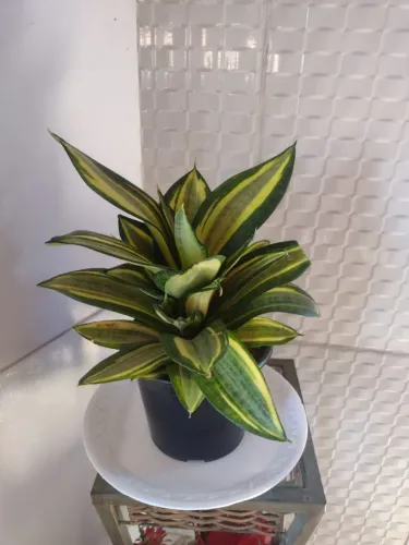 Plantas naturais 3