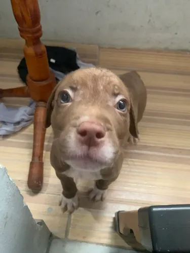 Filhote de pit bull