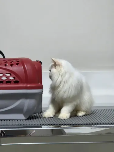 Filhote de Gato Persa do Himalaia
