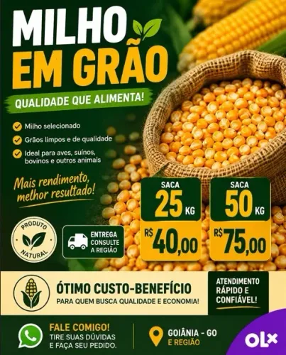 Milho em grão