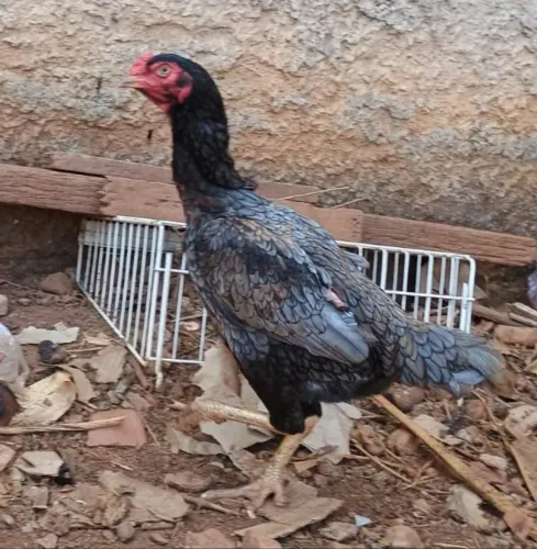 Casal de frangos