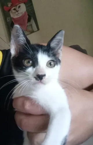 Gatinhos para adoção responsável 
