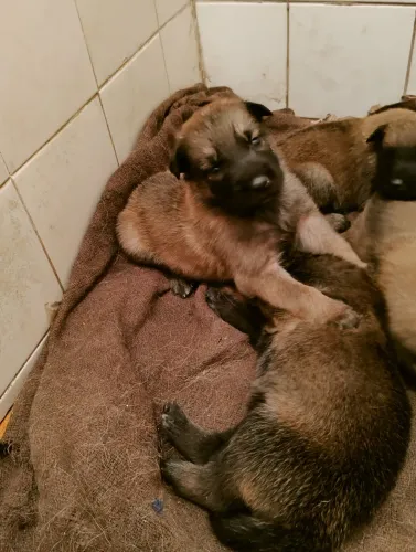 Filhote Pastor Belga Malinois