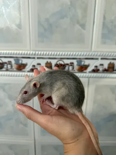 Rato twistter fêmea Marten 