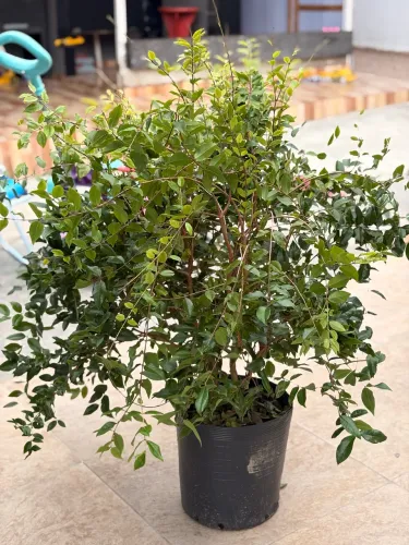 JABUTICABEIRA