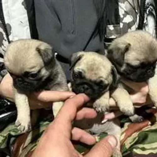 Pug,Pug Filhote Saudável Excelente Companhia