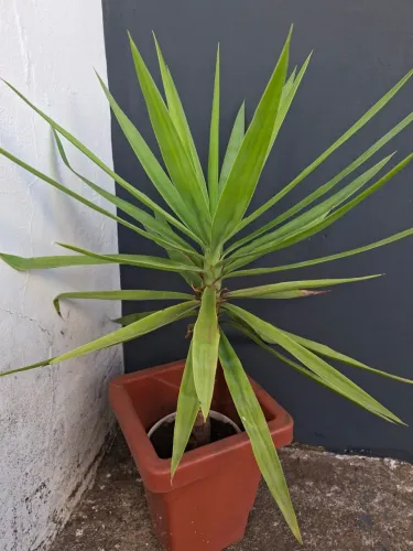 Compilado de plantas