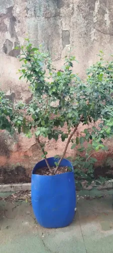 Pé de acerola
