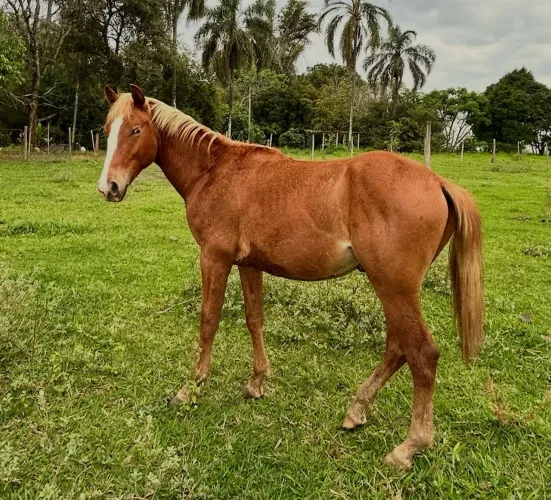 Potro Loiro QM, com apenas 22 meses