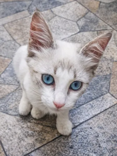 Gatinha para adoção