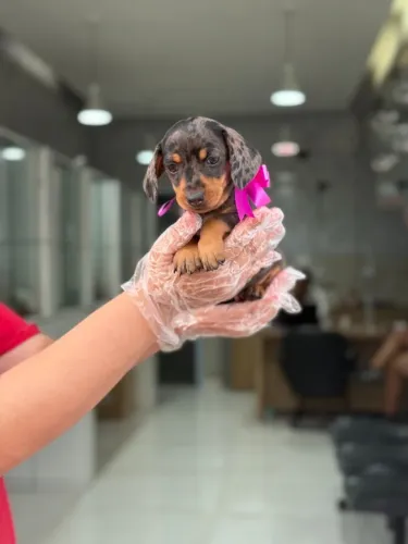 Filhotinha salsicha com vacina em dia e cheia de carinho!