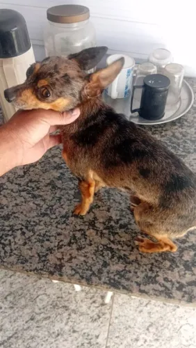 Cachorro