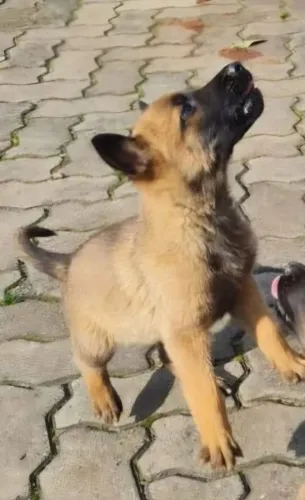 Filhotes Pastores Belga Malinois
