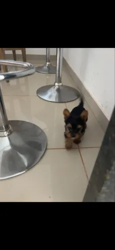 York machinho