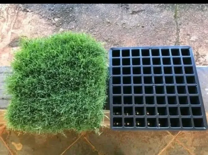 Grama Batatais Natural Para Jardim Sítio e Condomínio 
