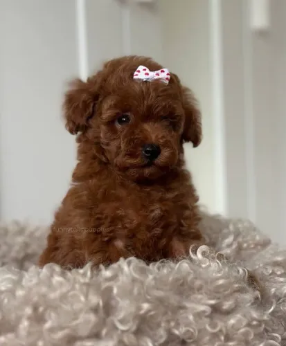 Poodle fêmea red