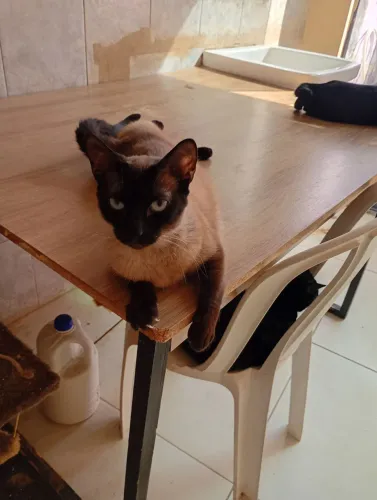 Gato siamês macho preta fêmea Doação