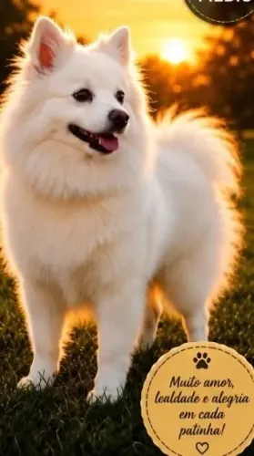 SPITZ ALEMÃO BRANCO