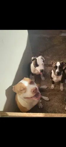 Doa-se 2 filhotes macho pitbull com 5 meses e 1 fêmea (mãe) com 1 ano e 3 meses