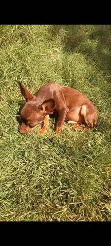 FILHOTE DE PINSCHER MARROM 