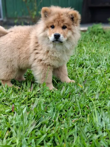 Filhotes de Chow Chow fêmea linda 