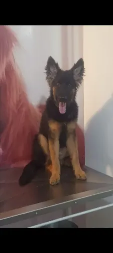 Pastor alemão
