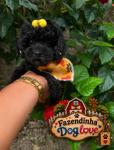Lindos filhotes de poodles machos e fêmeas