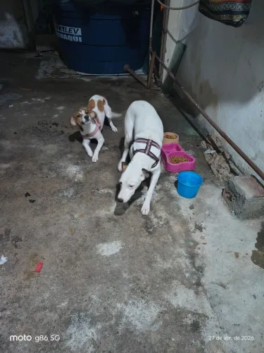 Estou doando esse casal  de cachorro 