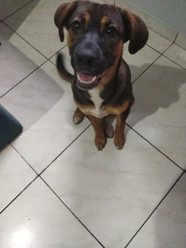 Cachorro