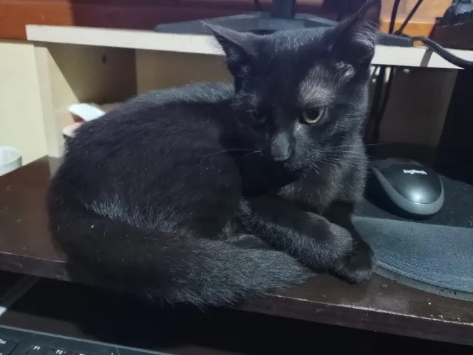 Gatinho macho 4 meses castração garantida