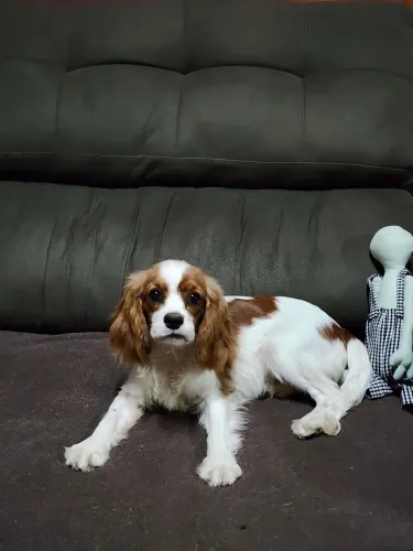 Filhote de Cavalier King Charles Spaniel Blenheim 